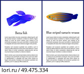 Betta fish and blue striped tamarin wrasse icons. Freshwater aquarium pets silhouette icon on blank background in cartoon style vector illustration. Betta Fish and Blue Striped Tamarin Wrasse Icons. Стоковая иллюстрация, агентство Ingram Publishing / Фотобанк Лори