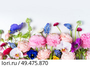 Flowers composition. Border made of roses, ranunculus and orchids flowers on white background. Flat lay, top view scene.. Ranunculus flat lay composition. Стоковое фото, агентство Ingram Publishing / Фотобанк Лори