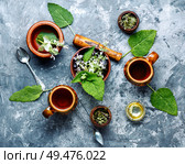 Medicinal herb Salvia officinalis.Fresh sage herb.Clary sage. Fresh leaves of sage. Стоковое фото, агентство Ingram Publishing / Фотобанк Лори