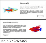 Neon tetra fish and filamented flasher wrasse posters web sites set. Tropical and exotic biodiversity of marine ocean waters, vector illustration. Neon Tetra Fish and Flasher Vector Illustration. Стоковая иллюстрация, агентство Ingram Publishing / Фотобанк Лори