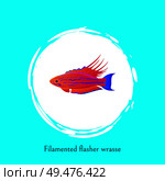 Filamented flasher wrasse sea fish poster with cutline. Bright cartoon flat vector illustration in centre of white bubble spot, exotic marine creature. Filamented Flasher Wrasse Ocean Fish Poster Vector. Стоковая иллюстрация, агентство Ingram Publishing / Фотобанк Лори
