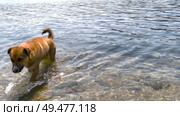 Obedient red dog comes out of sea to shore and shakes the water off his fur. Стоковое видео, видеограф Кирилл Зотов / Фотобанк Лори