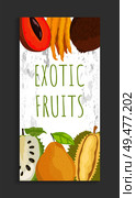 Mamey and citron, coconut and sugar apple, pomelo and durian whole and cut tropical fruits on vector leaflet. Exotic ripe veggies isolated on banner. Mamey Citron, Coconut Sugar Apple, Pomelo Brochure. Стоковая иллюстрация, агентство Ingram Publishing / Фотобанк Лори