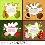 Papaya and longan, rambutan an pitaya posters with lush succulent tropical fruit and text sample set. Healthy organic exotic vegetarian products vector. Papaya and Longan Posters Set Vector Illustration. Стоковая иллюстрация, агентство Ingram Publishing / Фотобанк Лори