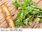 Fresh medicinal purslane on the old wooden background.Therapeutic herbs.Herbal medicine. Portulaca oleracea leaves. Стоковое фото, агентство Ingram Publishing / Фотобанк Лори