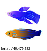 Blue striped tamarin wrasse and betta fish marine creature specie. Domestic aquarium inhabitant flat color illustration for poster or fishery journal.. Betta Fish and Blue Striped Tamarin Wrasse Poster. Стоковая иллюстрация, агентство Ingram Publishing / Фотобанк Лори
