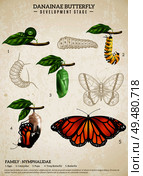 Entomology realistic poster presenting development stages of danainae butterfly belonging to nymphalidae family vector illustration . Danainae Butterfly Retro Poster. Стоковая иллюстрация, агентство Ingram Publishing / Фотобанк Лори