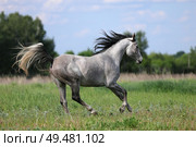 Arabian Horse runs gallop in green summer trees background. Арабская лошадь скачет галопом на фоне зеленых деревьев летом. Стоковое фото, фотограф Михаил Кондрашов / Фотобанк Лори