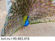 Большой красивый павлин в зоопарке. Beautiful Peacock in zoo. Стоковое фото, фотограф Татьяна Д / Фотобанк Лори