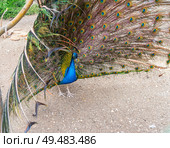 Большой красивый павлин в зоопарке. Beautiful Peacock in zoo. Стоковое фото, фотограф Татьяна Д / Фотобанк Лори