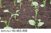 White cabbage seedlings. Young saplings of broccoli and cauliflower close-up grows in a garden bed ground soil. Planting in the vegetable garden. Organic green fresh Kale sprout having germinated. Стоковое видео, видеограф Марина Демидюк / Фотобанк Лори