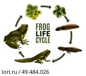 Frog life cycle stages realistic set with adult animal fertilized eggs jelly mass tadpole froglet vector illustration. Стоковая иллюстрация, агентство Ingram Publishing / Фотобанк Лори