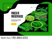 Process of photosynthesis concept educational website banner design with green leaves light transformation chloroplasts structure vector illustration. Стоковое фото, агентство Ingram Publishing / Фотобанк Лори