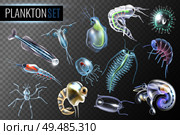 Plankton transparent set of daphnia amphipod  krill copepod phytoplankton underwater inhabitants isolated vector illustration. Стоковая иллюстрация, агентство Ingram Publishing / Фотобанк Лори