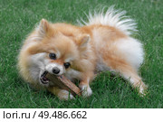 Pomeranian Spitz, pomchi lying on the lawn, chewing on a stick. Brushing teeth dog . A dog in the natural environment. Стоковое фото, фотограф Оксана Медведева / Фотобанк Лори