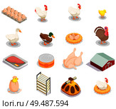 Poultry production isometric set of brood hen bird feeder canned goods eggs gastronomic products isolated vector illustration. Стоковая иллюстрация, агентство Ingram Publishing / Фотобанк Лори