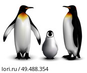 King penguin family with chick realistic closeup image with adult birds front and side view vector illustration. Стоковая иллюстрация, агентство Ingram Publishing / Фотобанк Лори