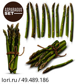 Fresh green tender asparagus shoots spears realistic set with 2 tied bunches and scattered stalks vector illustration. Стоковая иллюстрация, агентство Ingram Publishing / Фотобанк Лори