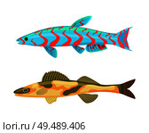 Cirrhitops fasciatus fish set. Tropical marine animals without limbs. Cold-blooded type with spots on body. Fauna sea isolated on vector illustration. Cirrhitops Fasciatus Fish Set Vector Illustration. Стоковая иллюстрация, агентство Ingram Publishing / Фотобанк Лори