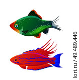 Filamented flasher wrasse and green tiger barb. Freshwater aquarium pets silhouette icon on blank background in cartoon style vector illustration. Filamented flasher wrasse and green tiger barb. Стоковая иллюстрация, агентство Ingram Publishing / Фотобанк Лори