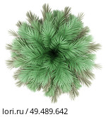 butia palm tree isolated on white background. top view. 3d illustration. Стоковое фото, агентство Ingram Publishing / Фотобанк Лори