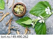 Medicinal plant althaea officinalis and dry roots althaea.Herbal medicine. Medicinal plant althaea. Стоковое фото, агентство Ingram Publishing / Фотобанк Лори