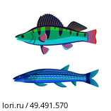 Mackerel blue fish marine set. Limbless soft-bodied cold-blooded animals living in sea waters. Colorful creatures isolated on vector illustration. Mackerel Blue Fish Marine Set Vector Illustration. Стоковая иллюстрация, агентство Ingram Publishing / Фотобанк Лори