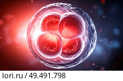 Human embryo with visible cell division representing early life, science, fertility, genetic research, and biological process. Стоковое AI-изображение, AI-художник Igor Tichonow / Фотобанк Лори