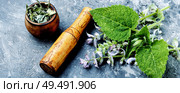 Medicinal herb Salvia officinalis.Fresh sage herb.Clary sage. Fresh leaves of sage. Стоковое фото, агентство Ingram Publishing / Фотобанк Лори