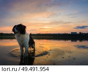 Happy dog refreshing as walking in the pond water over sunset background with reflection on the lake surface. Pet enjoying the silence of the sundown, looking attentive aside. Стоковое фото, агентство Ingram Publishing / Фотобанк Лори