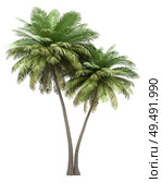 two coconut palm trees isolated on white background. 3d illustration. Стоковое фото, агентство Ingram Publishing / Фотобанк Лори