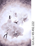 Beautiful White- Pink speckled phalaenopsis Orchid Flower . close up. Стоковое фото, агентство Ingram Publishing / Фотобанк Лори