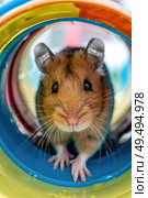 A brown and white hamster exploring the insides of a vibrant and colorful toy. Стоковое AI-изображение, AI-художник Данила Большаков / Фотобанк Лори
