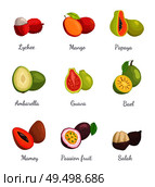 Lychee and mango, papaya and ambarella fruits set. Tropical products with sweet taste. Mamey and bael, guava and salak, exotic organic food vector. Lychee and Mango Papaya Mangosteen Fruits Vector. Стоковая иллюстрация, агентство Ingram Publishing / Фотобанк Лори