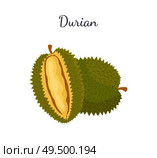 Durian exotic juicy fruit whole and cut with unusual flavour and odour vector isolated. Tropical edible food, dieting vegetarian icon full of vitamins. Durian Exotic Juicy Thailand Malaysia Fruit Icon. Стоковая иллюстрация, агентство Ingram Publishing / Фотобанк Лори