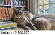A cat with glasses perched on its nose is comfortably seated on a couch, looking relaxed and observant. Стоковое AI-изображение, AI-художник Данила Большаков / Фотобанк Лори