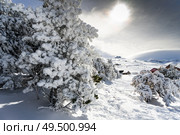 Spain, Andalusia, Granada. Snowed pine treer in ski resort of Sierra Nevada in winter, full of snow. Travel and sports concepts.. Snowed pine treer in ski resort of Sierra Nevada. Стоковое фото, агентство Ingram Publishing / Фотобанк Лори