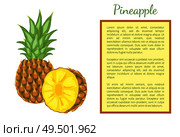 Pineapple tropical plant edible multiple fruit whole and cut vector isolated. Tropical food, dieting vegetarian exotic item with vitamins, common ananas. Pineapple Tropical Plant Fruit Poster Frame Text. Стоковая иллюстрация, агентство Ingram Publishing / Фотобанк Лори