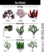 Red brown green algae seaweeds collection botanical educative info poster with laminaria codium rhodymenia flat vector illustration. Стоковая иллюстрация, агентство Ingram Publishing / Фотобанк Лори