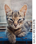 Beautiful grey three months kitten posing outdoors seated like a sphinx. Adorable young cat portrait looking sneaky to camera, beautiful blue eyes. Стоковое фото, агентство Ingram Publishing / Фотобанк Лори