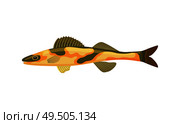 Cirrhitops fasciatus Hawaiian hawkfish with dorsal fin dark spots on body. Tropical limbless animal marine creature isolated on vector illustration. Cirrhitops Fasciatus Hawkfish Vector Illustration. Стоковая иллюстрация, агентство Ingram Publishing / Фотобанк Лори