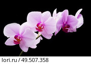 Beautiful soft Pink strips phalaenopsis Orchid Flower around black background. . Стоковое фото, агентство Ingram Publishing / Фотобанк Лори