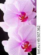 Beautiful soft Pink strips phalaenopsis Orchid Flower around black background. close up. Стоковое фото, агентство Ingram Publishing / Фотобанк Лори