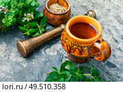 Medicinal tea from marjoram leaves.Herbal tea with oregano.. Fresh and dried oregano herb. Стоковое фото, агентство Ingram Publishing / Фотобанк Лори