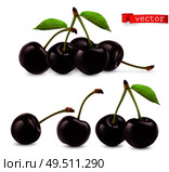 Cherry vectorized image. Fresh fruit. 3d realistic vector icon. Стоковая иллюстрация, агентство Ingram Publishing / Фотобанк Лори