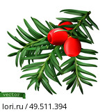 Yew branch, christmas decoration. Taxus tree 3d realistic vector icon. Стоковая иллюстрация, агентство Ingram Publishing / Фотобанк Лори