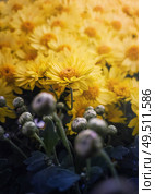 Close up of flowered yellow chrysanthemums and unflowered buds. Blooming autumn flowers nature background. Soft vertical shot with blossoming Michaelmas daisies, halloween and thanksgiving symbols. Стоковое фото, агентство Ingram Publishing / Фотобанк Лори