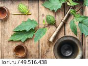Datura stramonium or thorn apple in herbal medicine.Alternative medicine herbal. Datura in herbal medicine. Стоковое фото, агентство Ingram Publishing / Фотобанк Лори