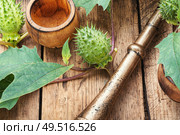 Raw thorny fruits of Datura Stramonium on wooden background. Datura in herbal medicine. Стоковое фото, агентство Ingram Publishing / Фотобанк Лори