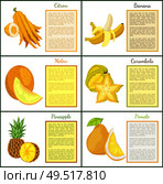 Citron banana and melon posters set with text sample vector. Yellow fruits carambola star slice, pineapple and kumquat. Summer products healthy food. Citron Banana Melon and Kumquat Posters Vector. Стоковая иллюстрация, агентство Ingram Publishing / Фотобанк Лори